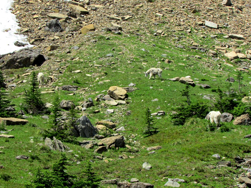 Mountain Goats at Glacier NP in MT