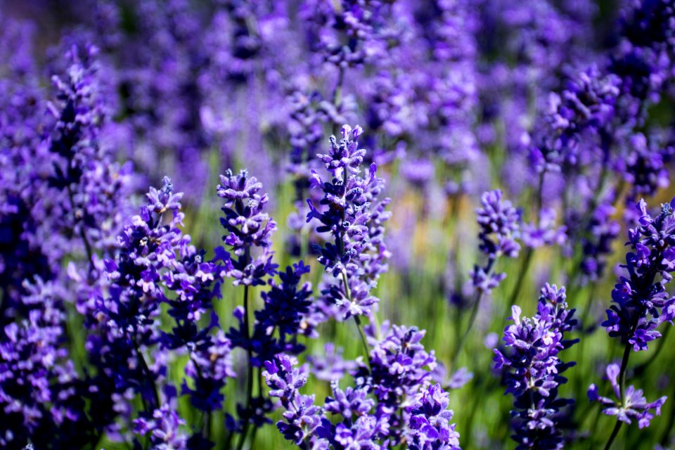 Lavender flowers in bloom, Oregon photo