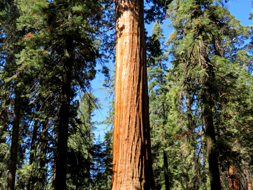 Kings Canyon NP in CA