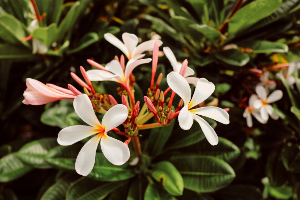 Plumeria nature plant
