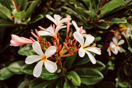 Plumeria nature plant