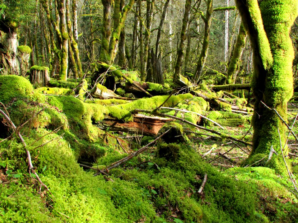 Gifford Pinchot National Forest in Washington