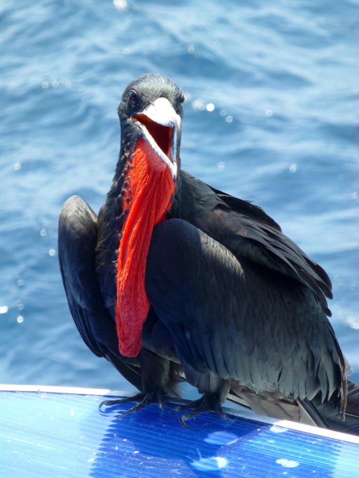 Galapagos seabird ecuador photo