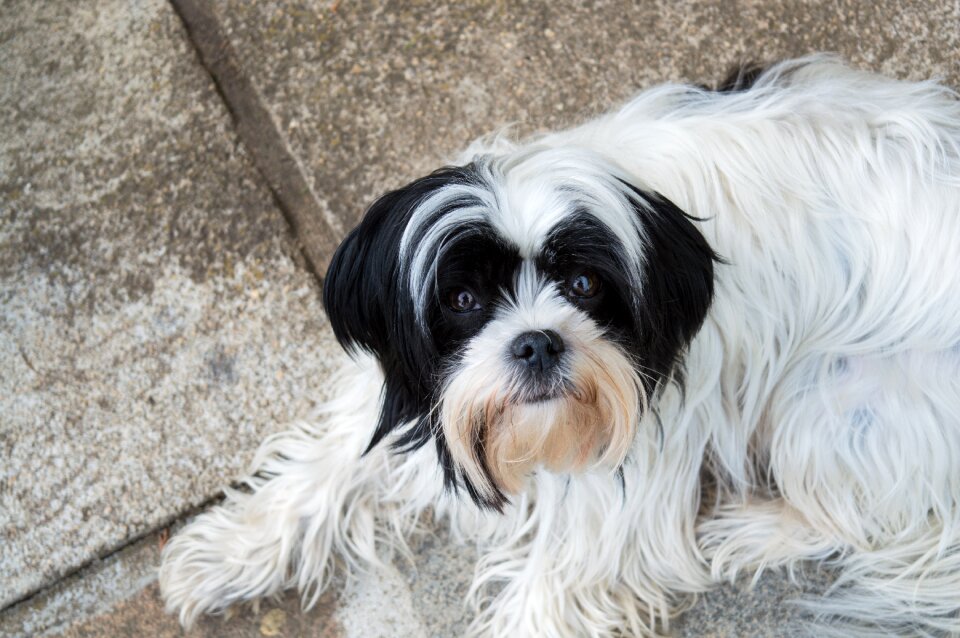 Doggie animals pets