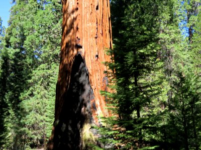 Sequoia NP in CA