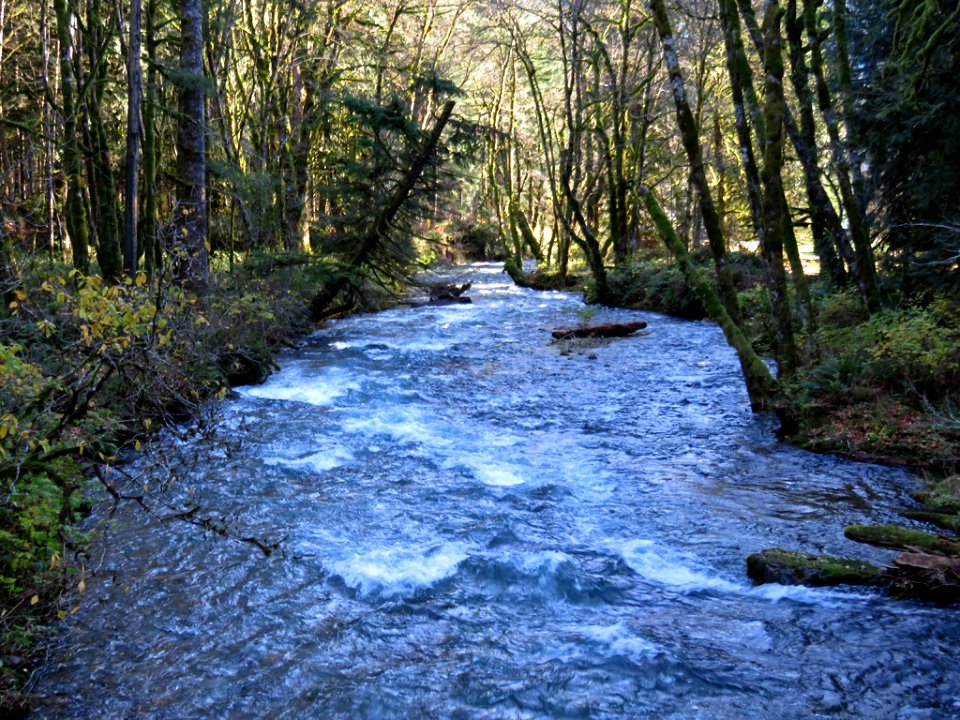 Creek near Cougar, WA