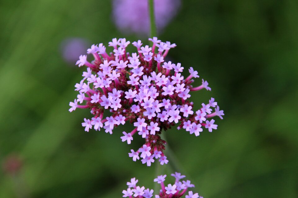 Flower violet thyme photo