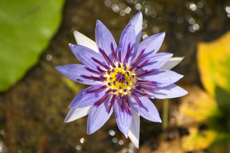 Flower lake green
