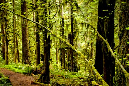 Butte Creek Hiking Trail, Oregon