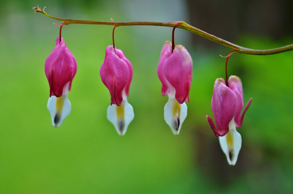 Spring flower natural plant