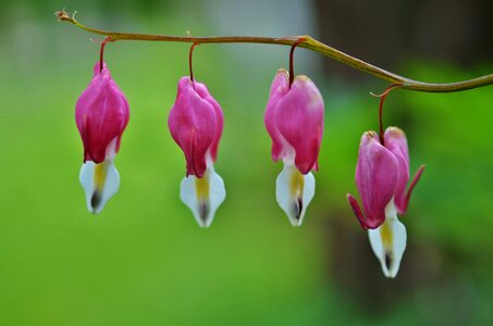 Spring flower natural plant