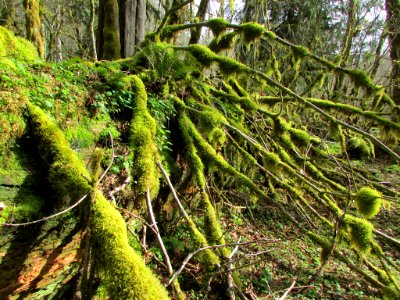 Gifford Pinchot National Forest in Washington