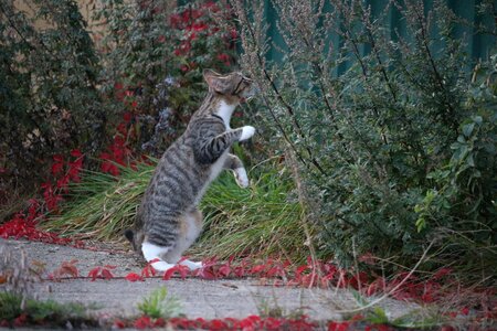 Domestic cat young cats autumn