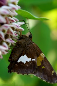 Silver Spotted Skipper Butterfly