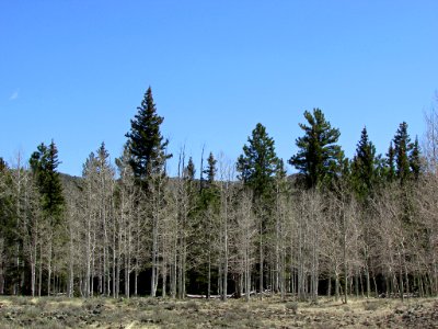 Dixie NF in UT