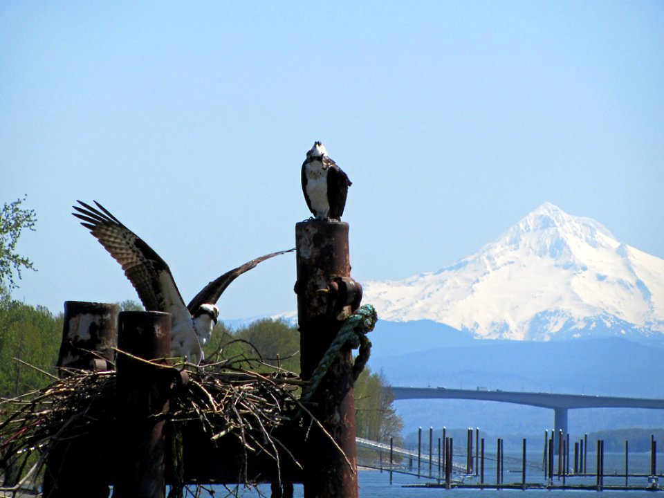 Osprey in WA