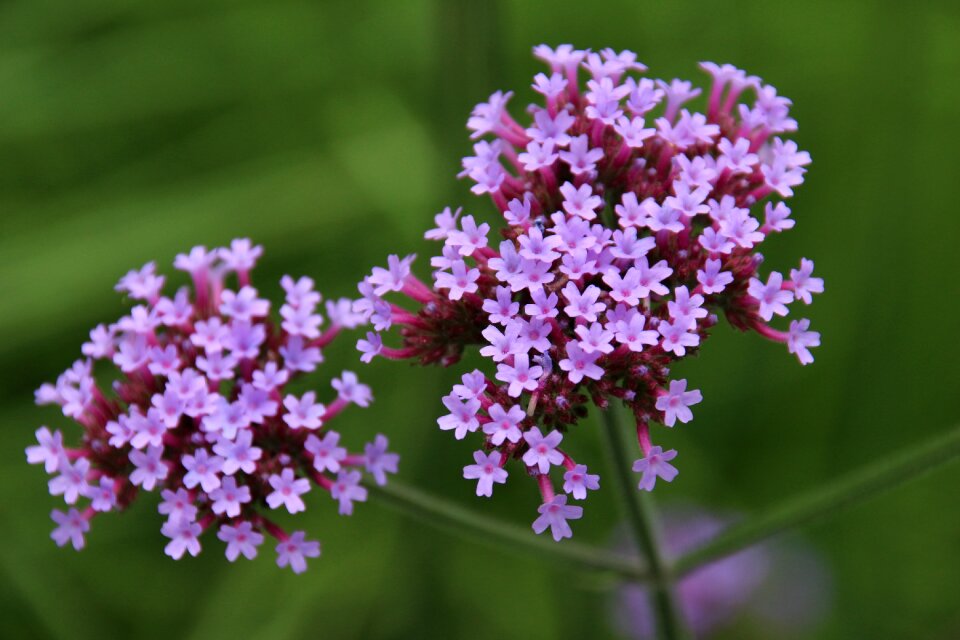 Flower violet thyme