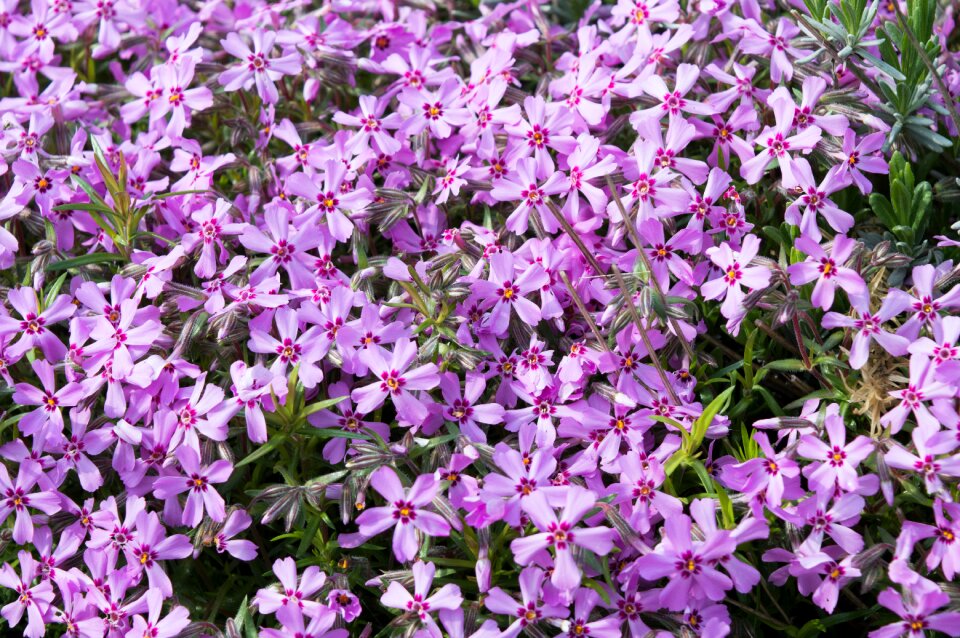 Purple nature pink