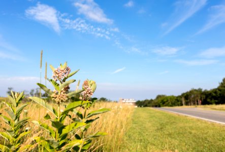 Milkweed Along the Drive