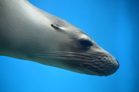 Wildlife water mammal
