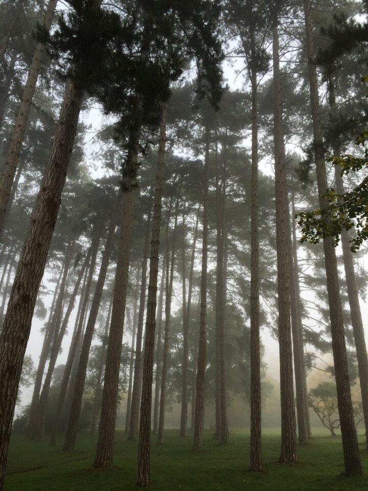 Branches foliage wood
