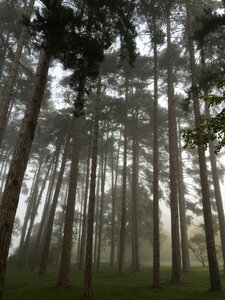 Branches foliage wood photo