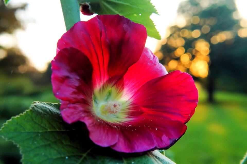 Stock rose close up red