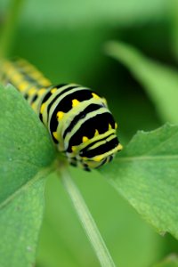 Black Swallowtail Caterpillar photo