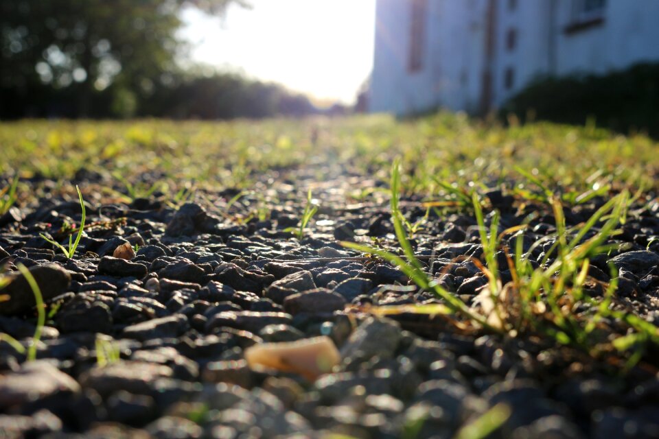 Grass nature lichtspiel