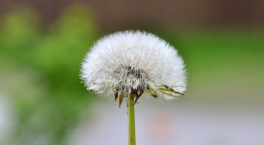 Plant nature close up