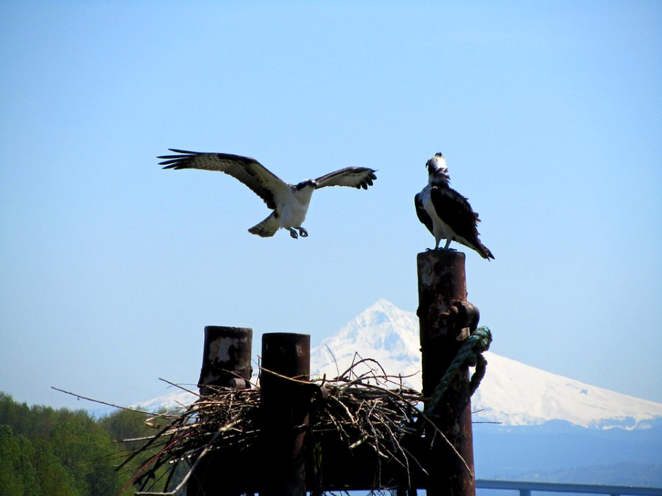 Osprey in WA