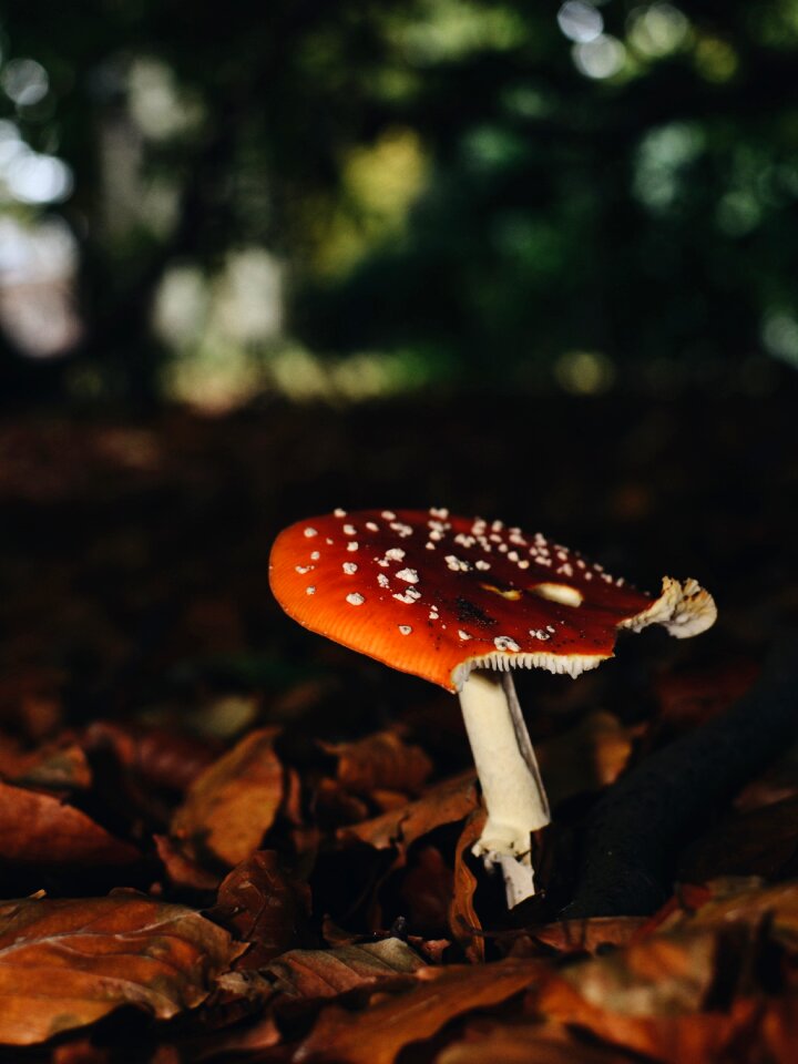 Poisonous nature red