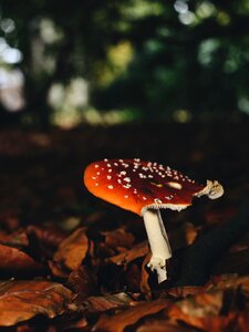 Poisonous nature red photo