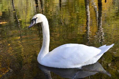 Swan pond nature