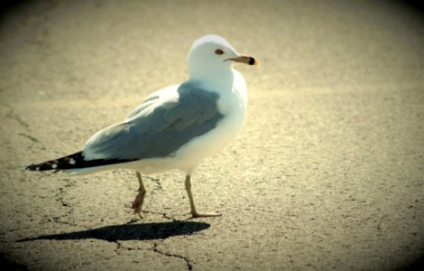 Seagulls