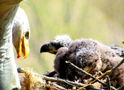 Bald Eagle feeding two Eaglets. Susquehanna River.. April 2021 Haliaeetus leucocephalus photo