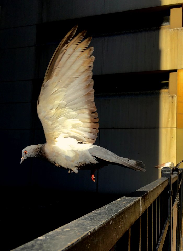Chicago pigeon in flight