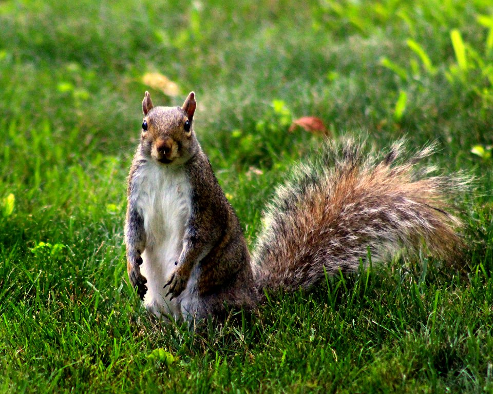 North American Squirrel