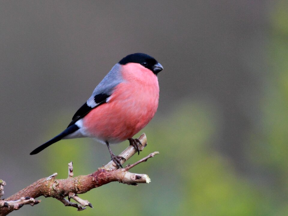 Bull feathers perched