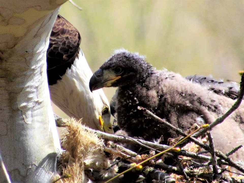 Bald Eagle with Eaglet Ulster PA.Haliaeetus leucocephalus
