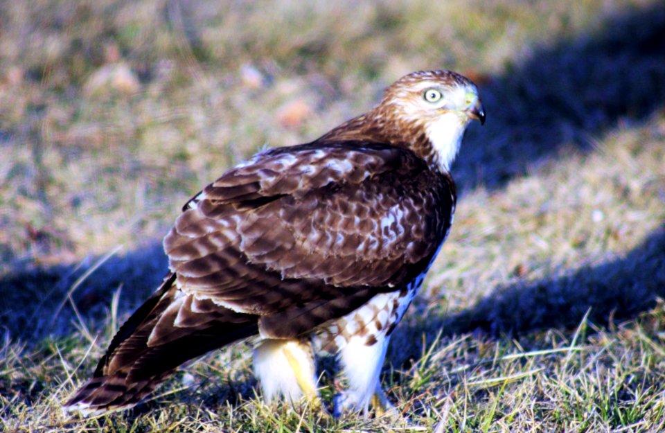 Red Tail Hawk