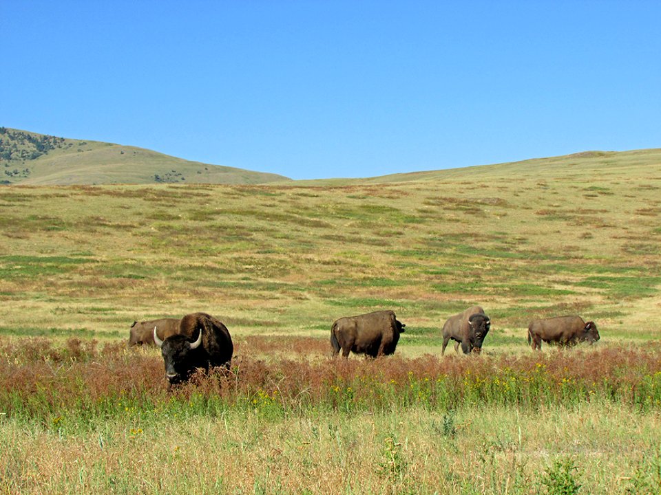 National Bison Range in MT