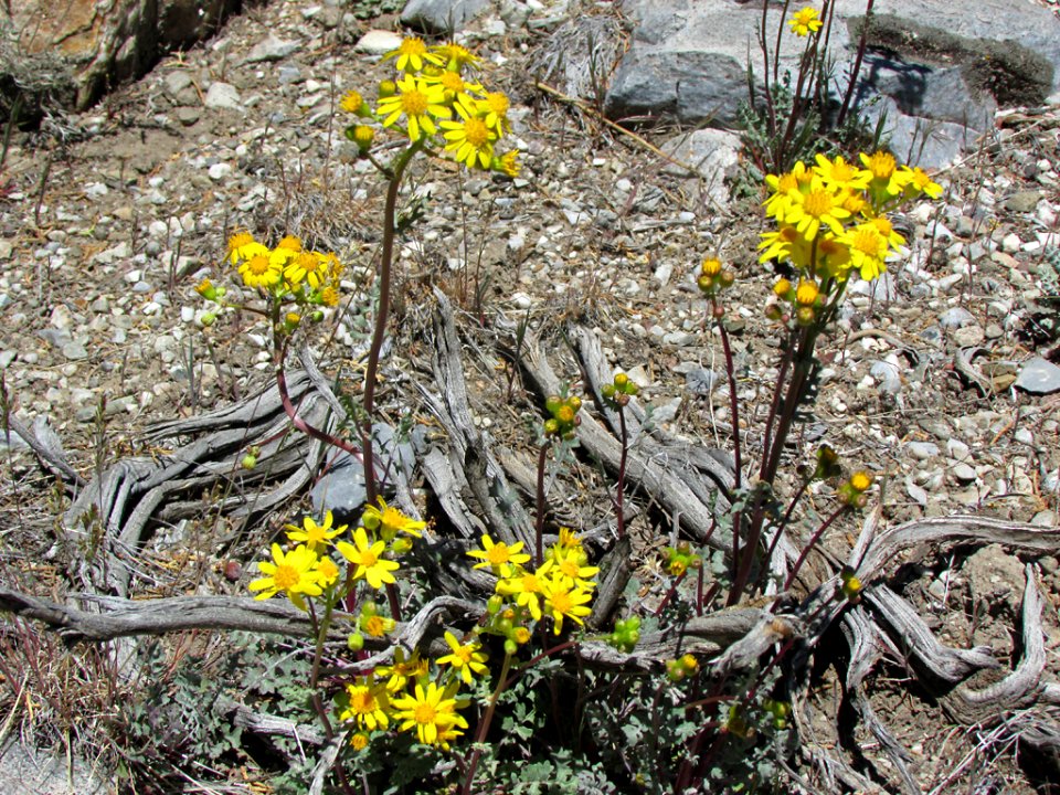 Great Basin NP in NV