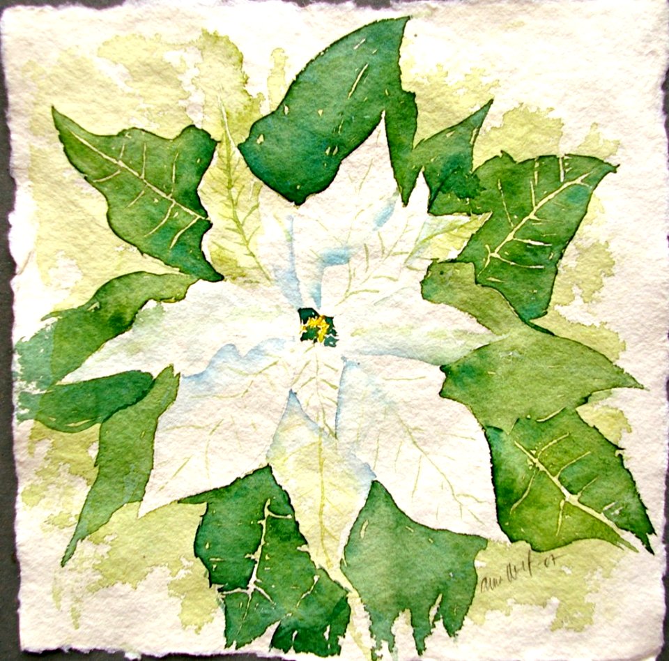 White poinsetta