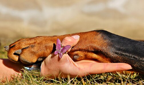 I have doberman friendship