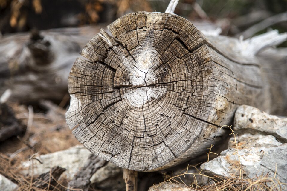 Nature wood texture old wood