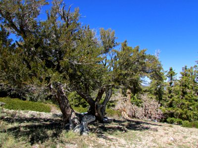 Great Basin NP in NV