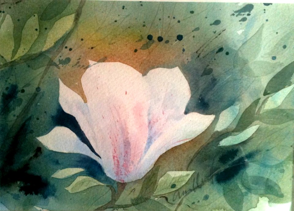 Magnolia VI