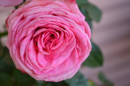 Romantic rose bloom nostalgia