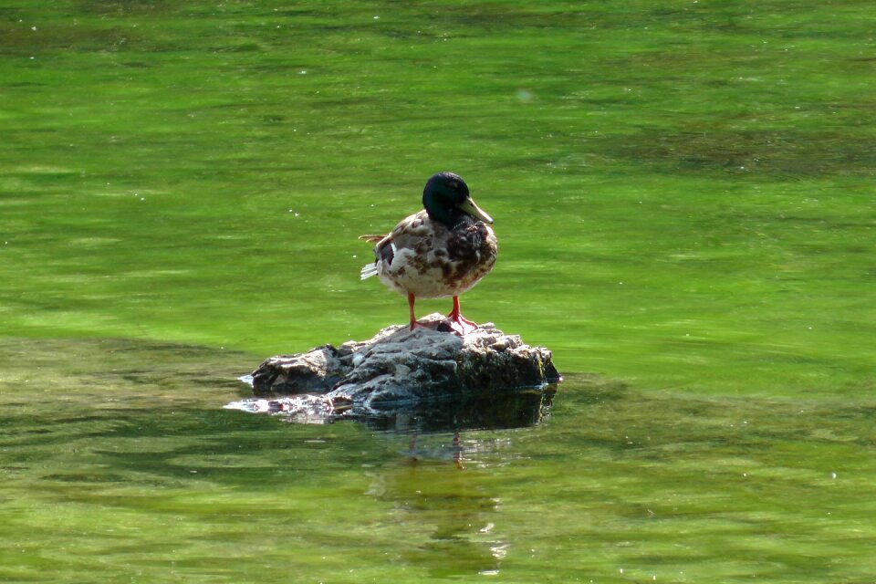 Duck water bird
